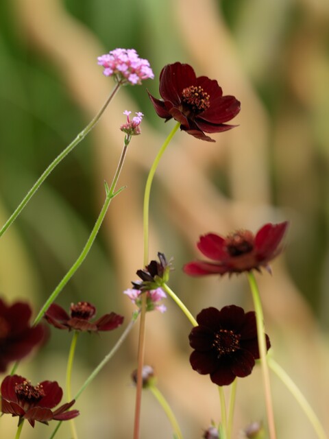 Cosmos Atrosanguineus