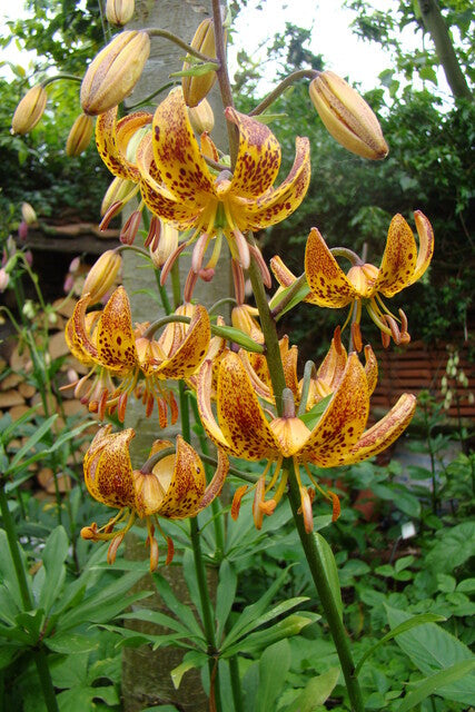 Lilium Martagon Sunny Morning