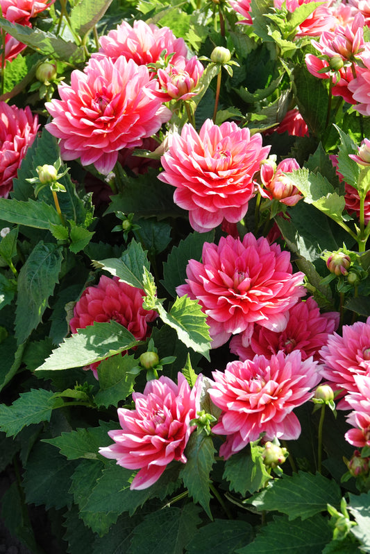Dahlia Berliner Kleene