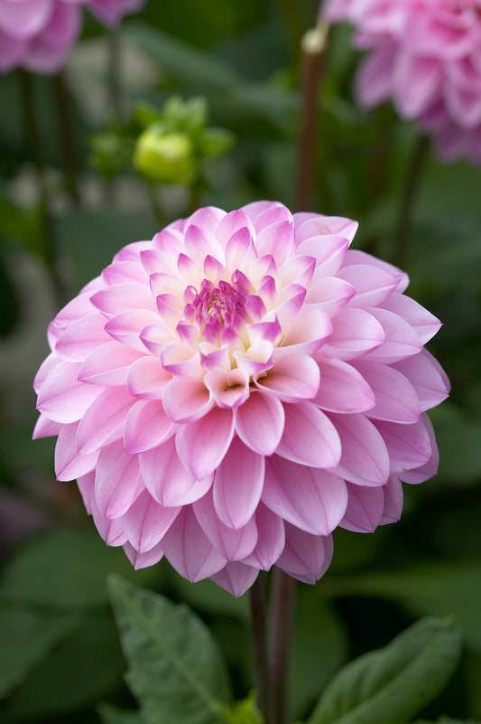 Dahlia Princess Laetitia