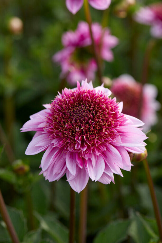 Dahlia Raspberry Puff