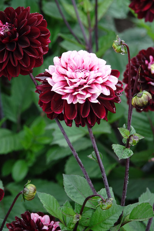 Dahlia Daria In Love