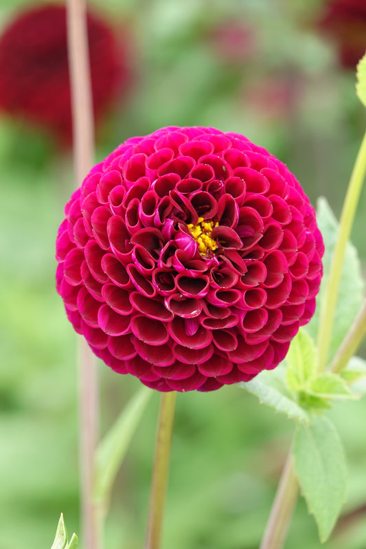 Dahlia Downham Royal