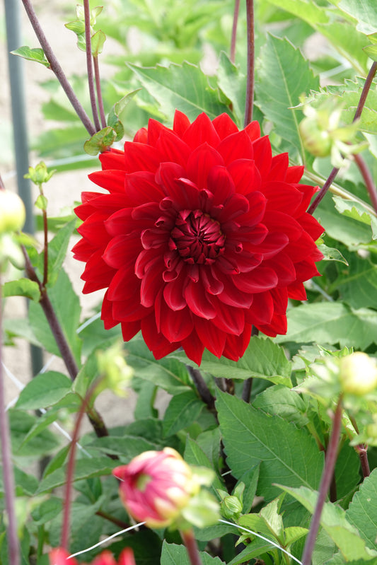 Dahlia Garden Wonder
