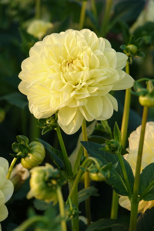 Dahlia Glorie Of Heemstede