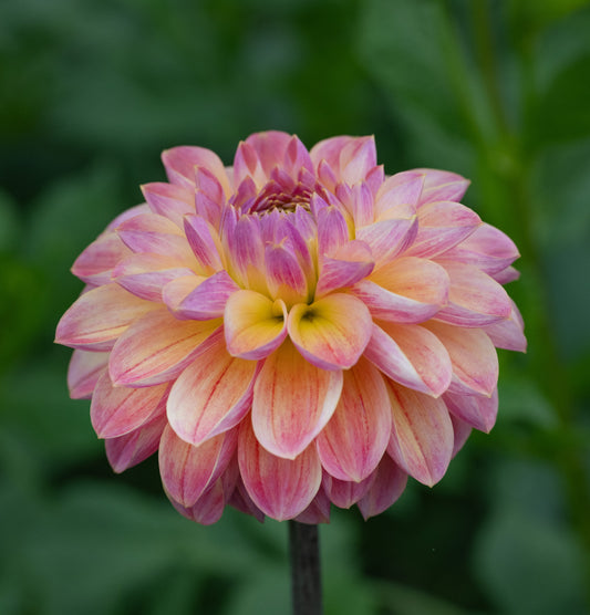 Dahlia Hapet Pastel