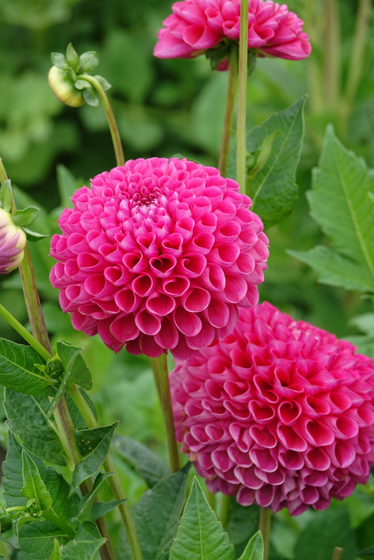 Dahlia Jowey Frambo