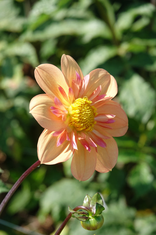 Dahlia Kelsey Annie Joy