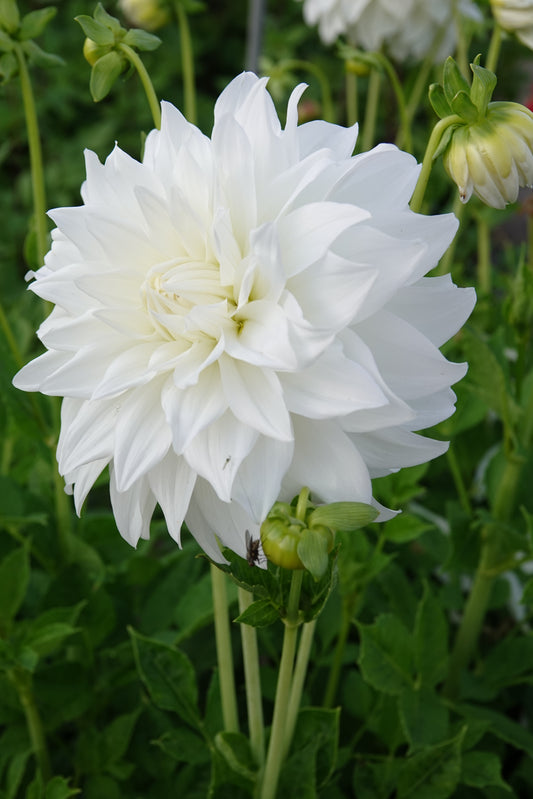 Dahlia Lady Liberty