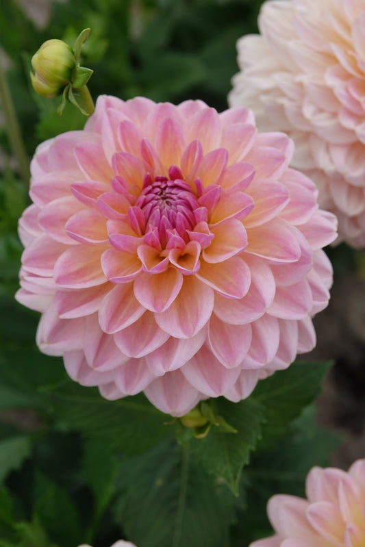 Dahlia Maya