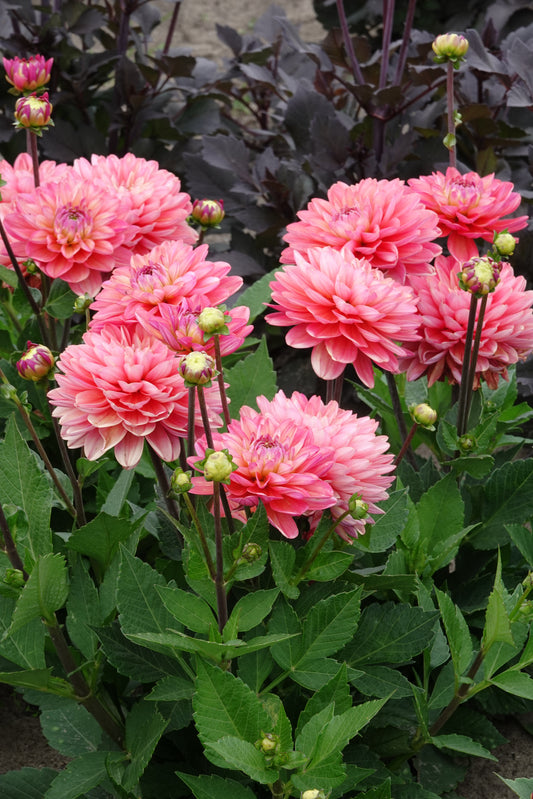 Dahlia Melody Allegro