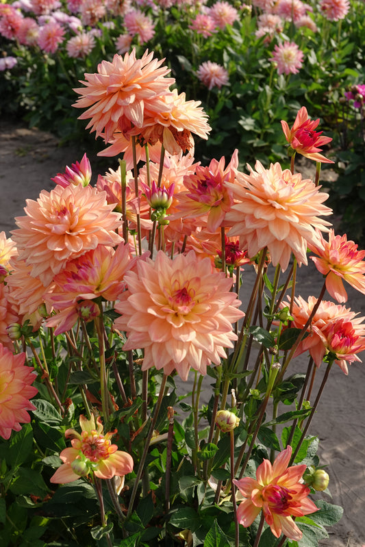 Dahlia Melody Dora