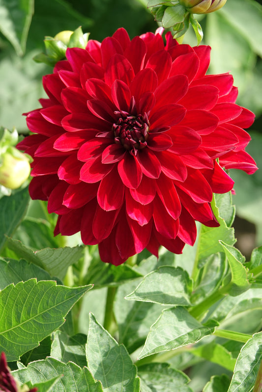 Dahlia Melody Mambo
