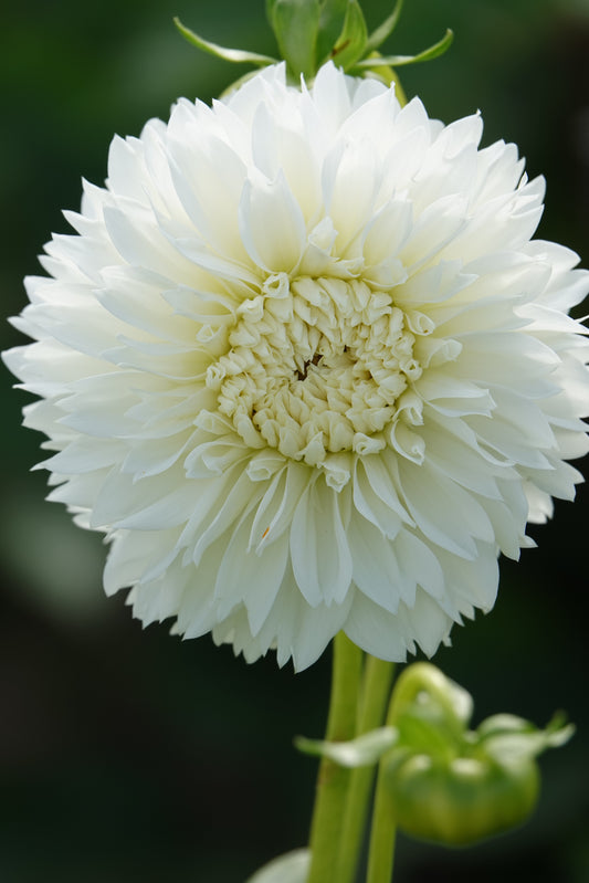 Dahlia Myama Fubuki