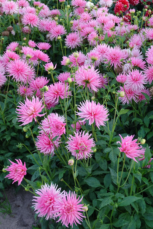 Dahlia Park Princes