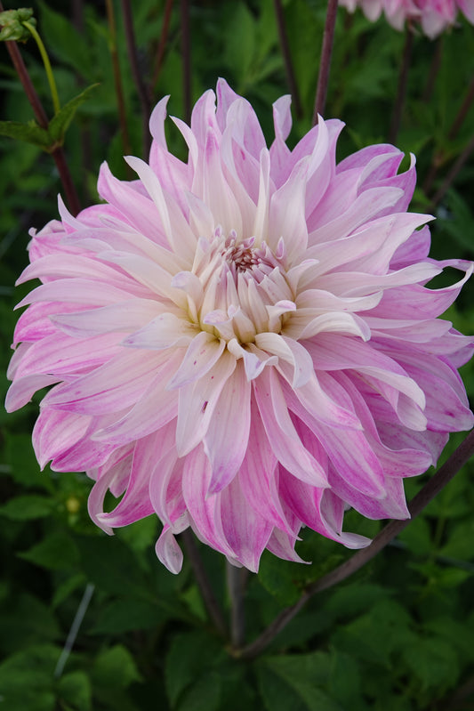 Dahlia Pink Petticoat