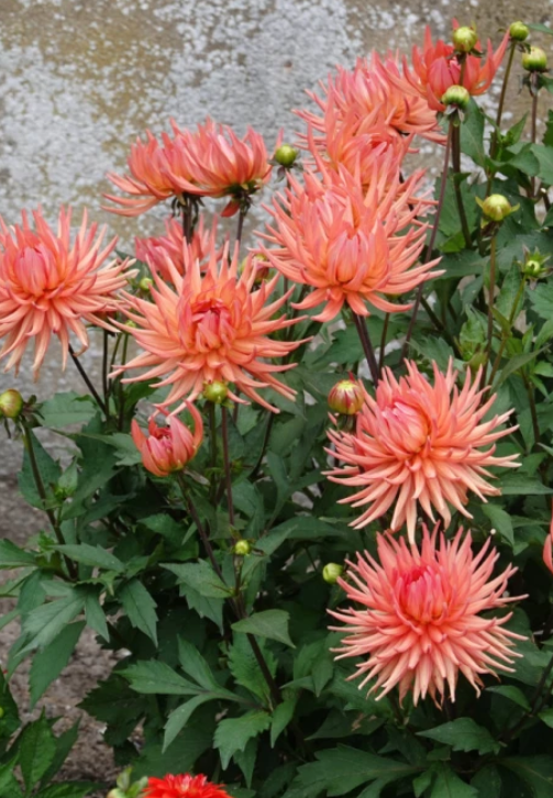Dahlia Preference