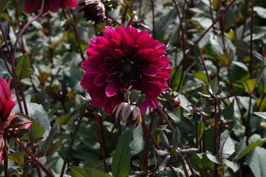 Dahlia Purple Haze
