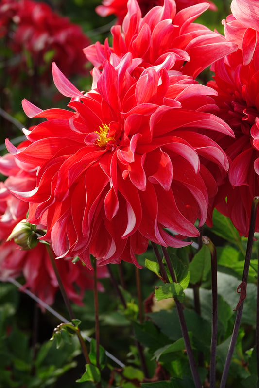 Dahlia Red Labyrinth