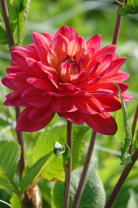 Dahlia Red Silence