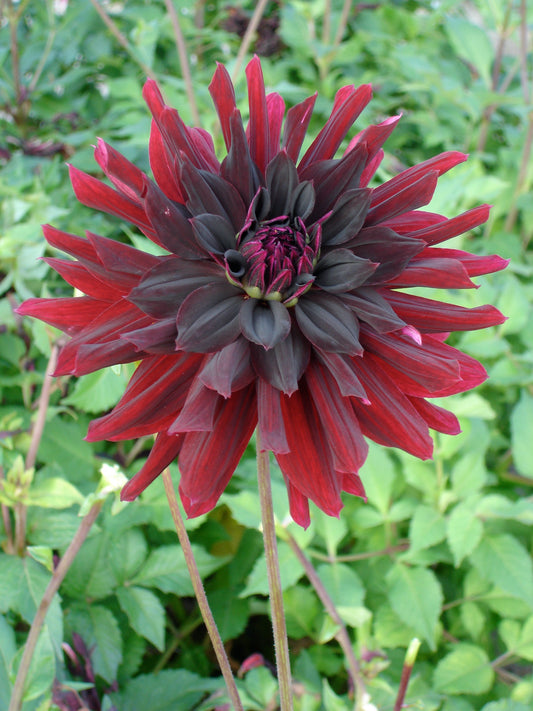 Dahlia Rip City