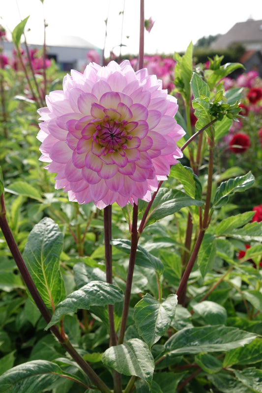 Dahlia Sakura