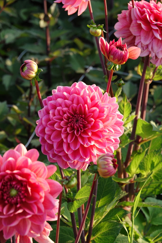 Dahlia Salmon Runner