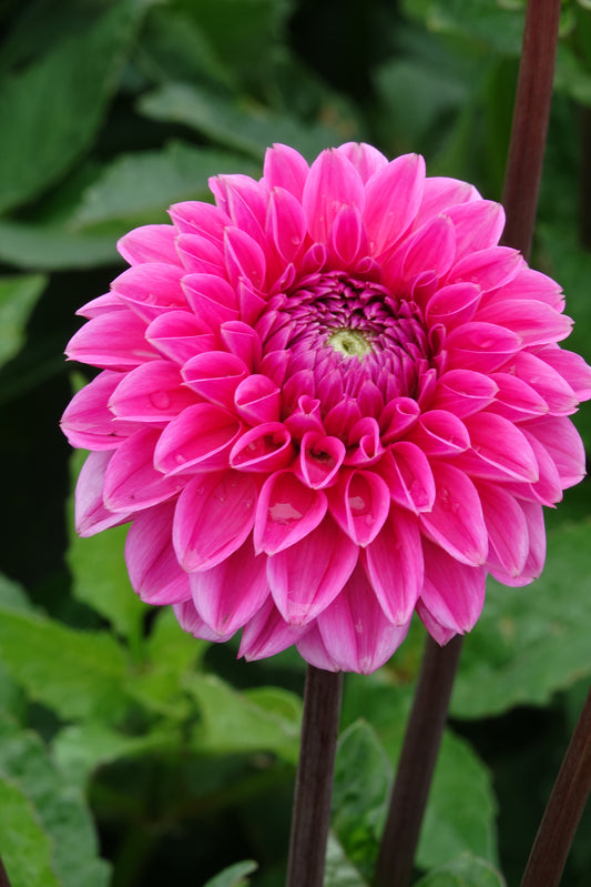 Dahlia Sandra