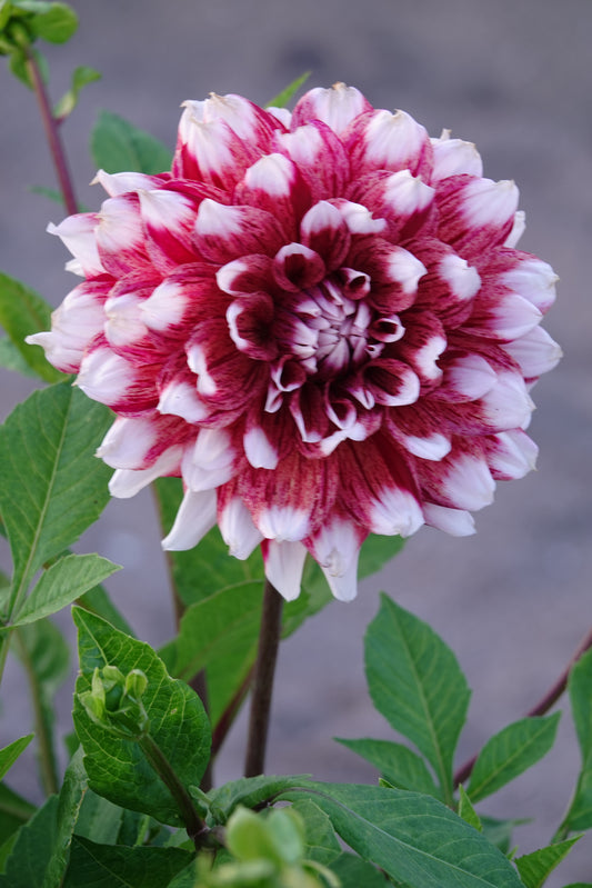 Dahlia Striped Duet