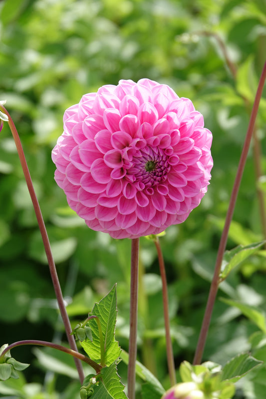 Dahlia Sweet Fabienne