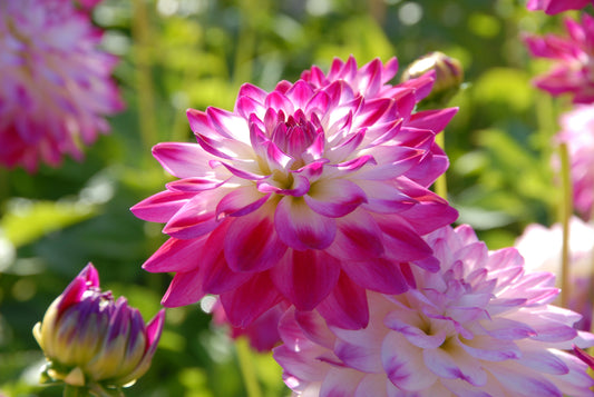 Dahlia Uncle Hankey
