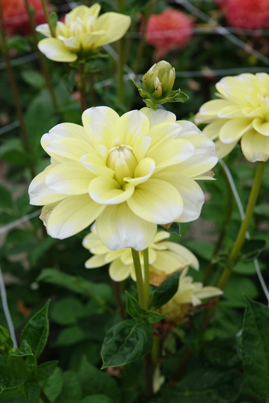 Dahlia Yellow Perception