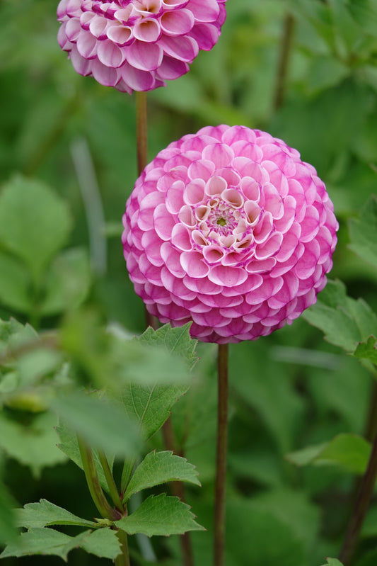 Dahlia Zippity Do Da