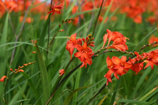 Crocosmia Lucifer
