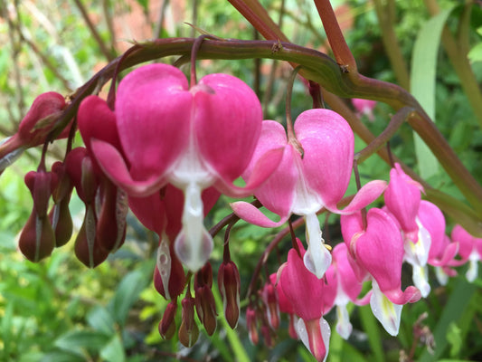 Dicentra Spectabilis
