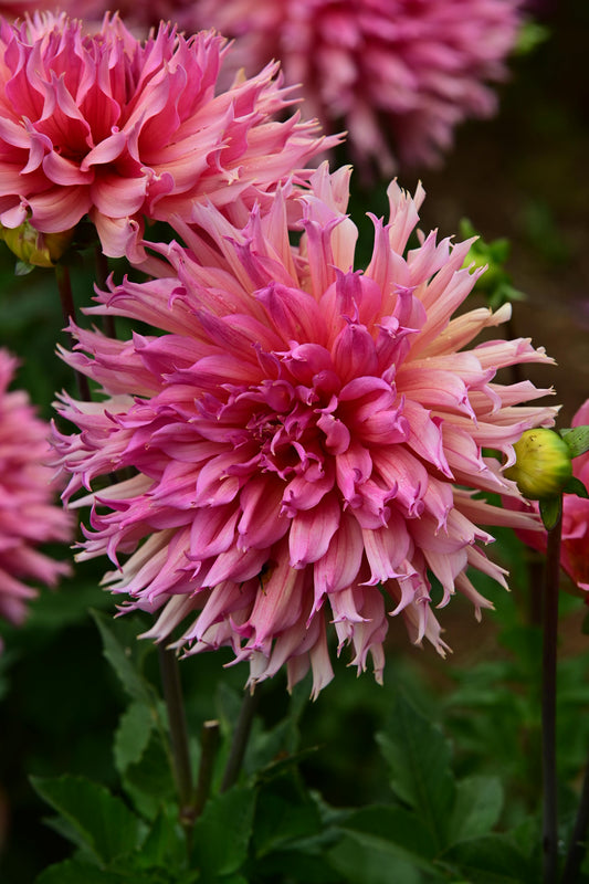 Dahlia Omega