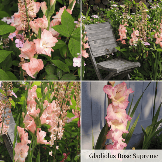 Gladiolus Summer Garden Collection