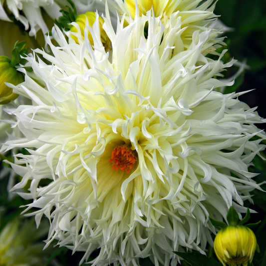 Collection White Garden Dreams