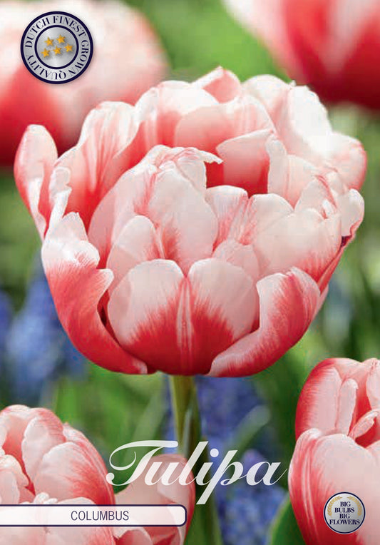 Tulipa Columbus