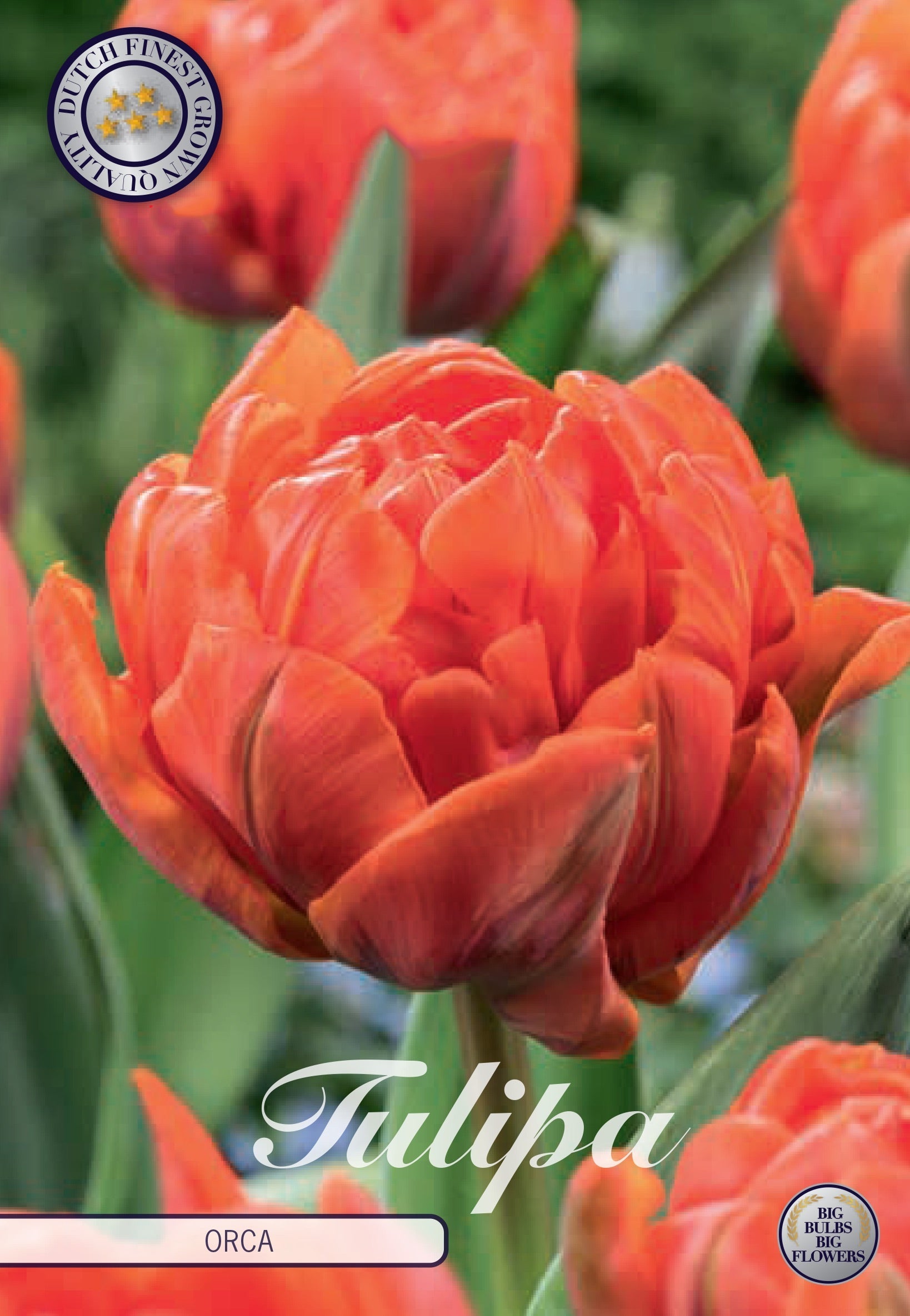 Tulipa Orca