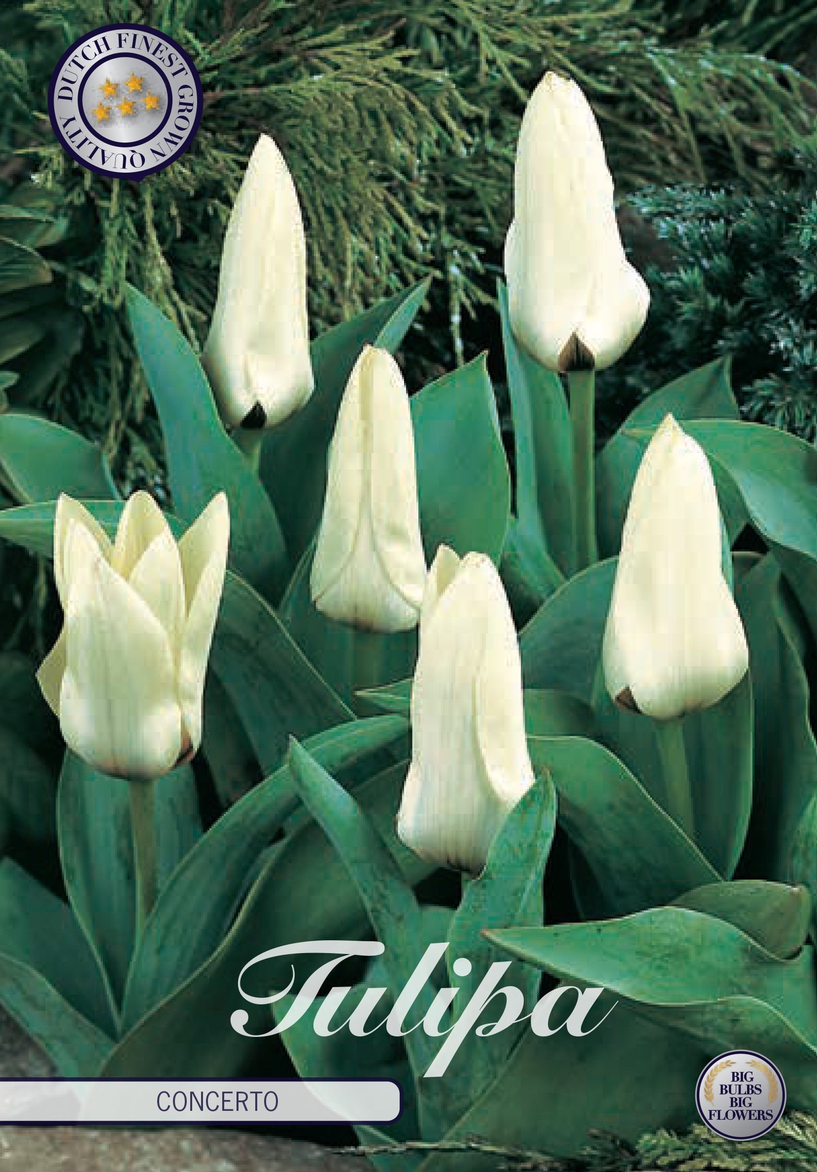 Tulipa Concerto