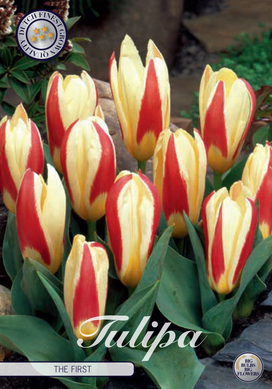 Tulipa The First