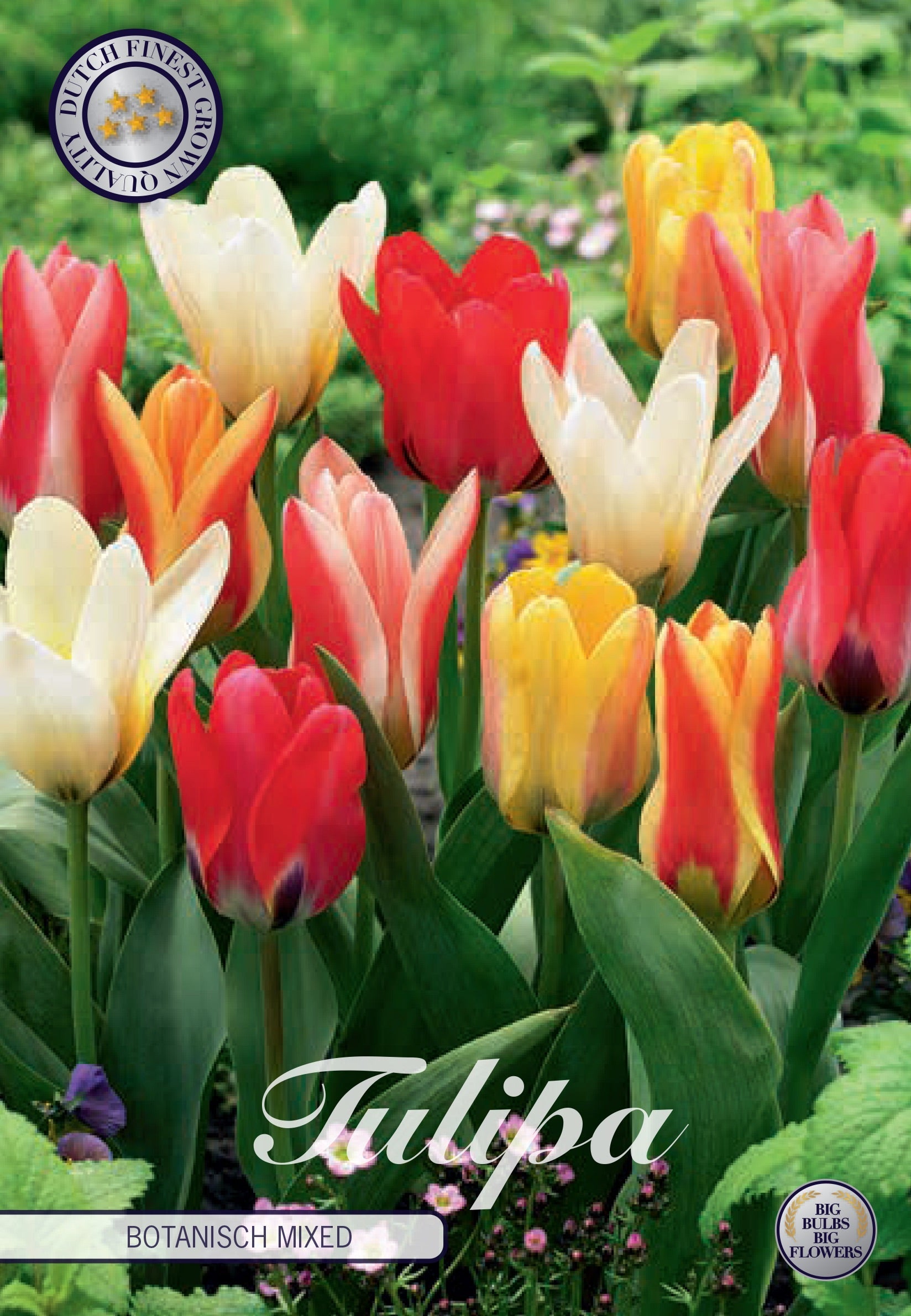 Tulipa Botanisch Mixed