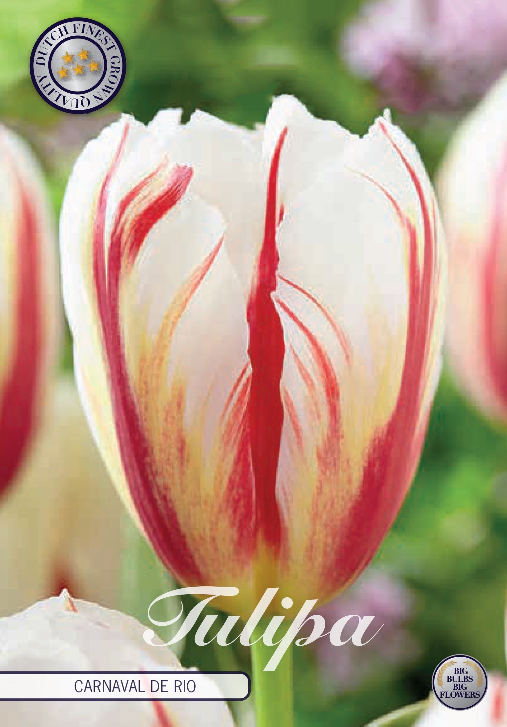 Tulipa Carnaval de Rio