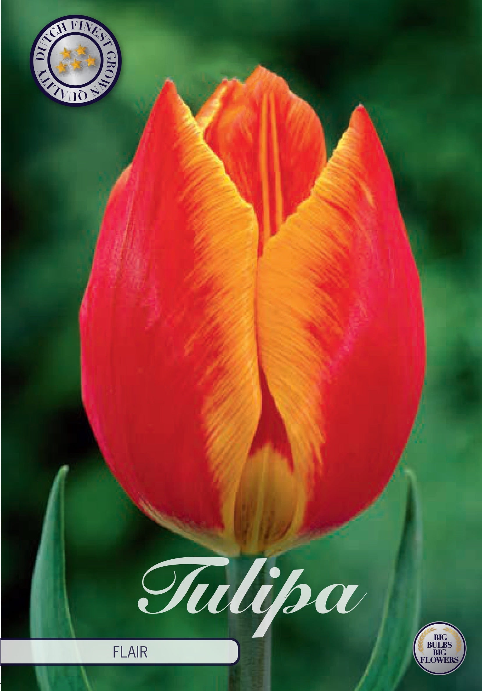 Tulipa Flair