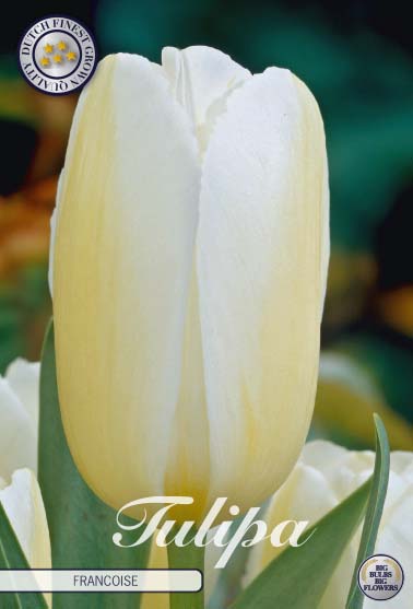 Tulipa Francoise