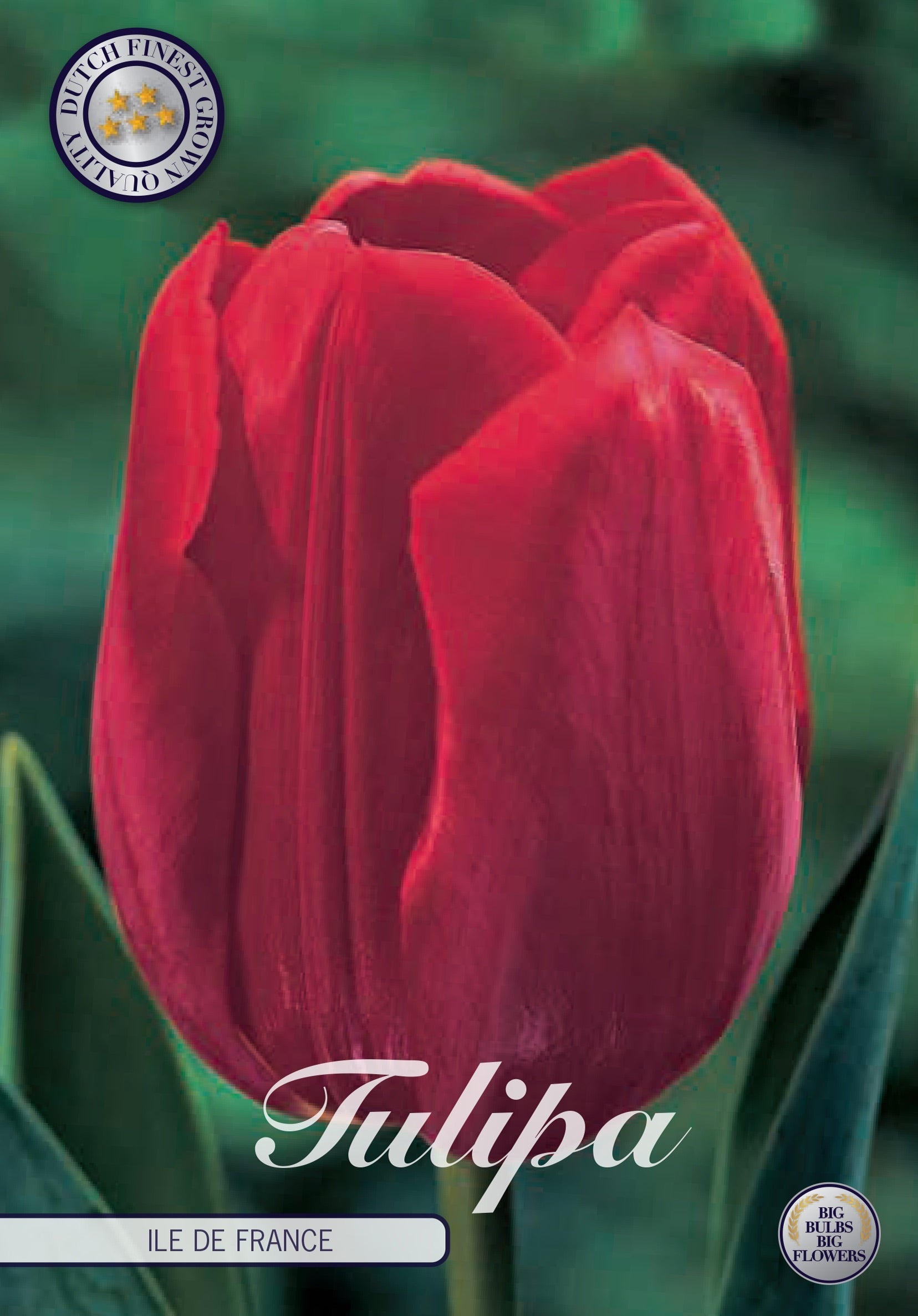 Tulipa Ile de France