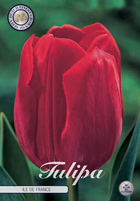 Tulipa Ile de France