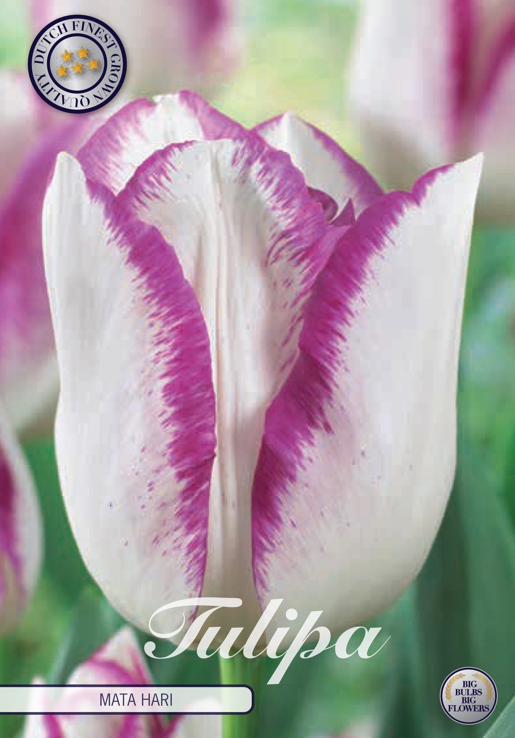 Tulipa Mata Hari