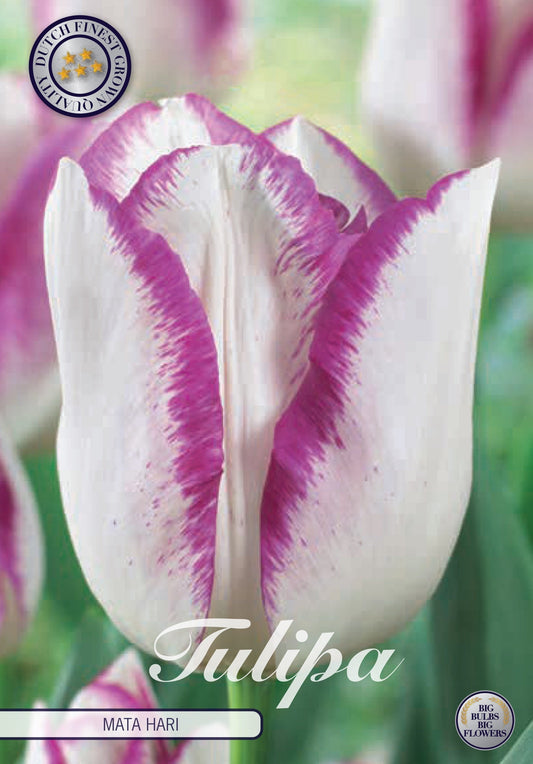 Tulipa Mata Hari